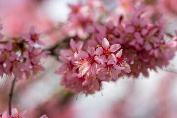 Fototapeta premium Prunus incam okame cherry ornamental small tree flowers in bloom, beautiful pink plant flowering branches