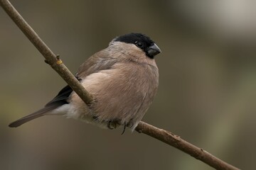 Bullfinch on a branch