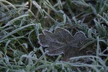 Frost on an oak leaf