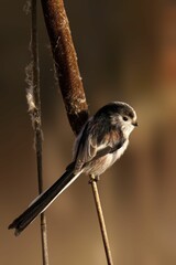 Long-tailed tit on a reed