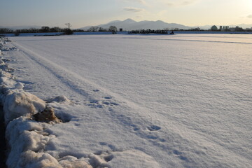 雪国の田園風景 山形県庄内