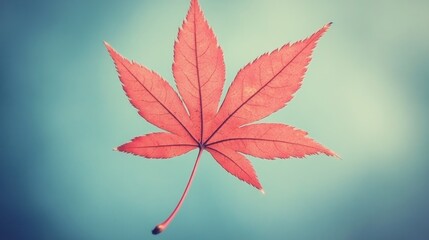 Single Red Maple Leaf Against A Teal Sky