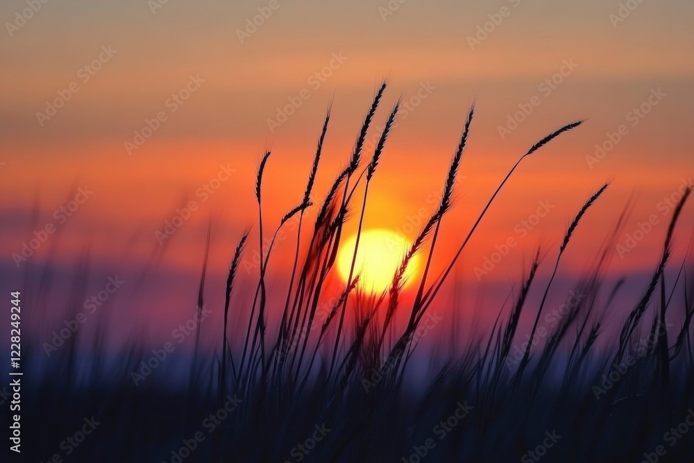 Poster Sunset rays shining through golden ears of wheat in a serene field landscape. Generative AI
