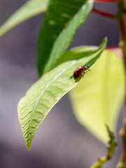 Ladybug exploring vibrant green leaves in a warm afternoon sun