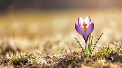 Single Crocus Blooming In Early Spring Sunlight