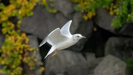 A seagull is flying over the calm lake