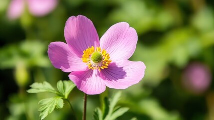Fototapeta premium Delicate Pink Anemone Flower Blooming Outdoors