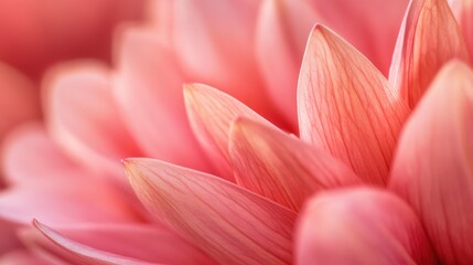 Fototapeta premium Delicate Pink Flower Petals Close Up