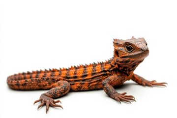 Obraz premium Thorny devil lizard showcasing unique patterned scales in a minimalist composition