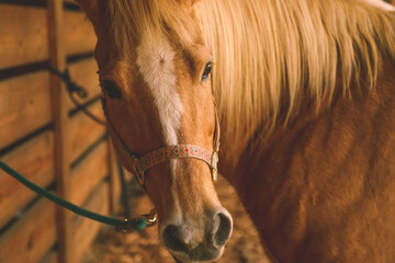 brown horse in a barn