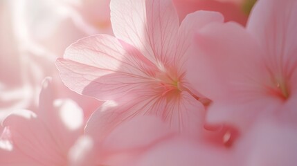 Delicate Pink Flower Petals Softly Illuminated