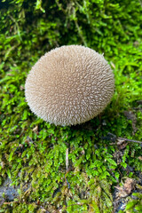 Wild mushrooms in the forest, Andalusia, Sierra Tejeda Natural Park, Spain
