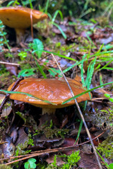 Wild mushrooms in the forest, Andalusia, Sierra Tejeda Natural Park, Spain