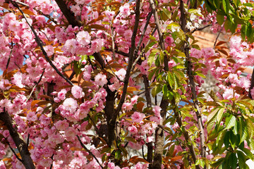 Japanese sakura blossoms with sunlit leaves – A close-up of vibrant cherry blossoms with young brown leaves, illuminated by sunlight, creating a warm and inviting spring atmosphere
