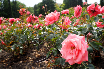 Soft petals and rich greenery. A macro shot of a pink rose with soft, velvety petals, emphasizing the intricate details of the flower.