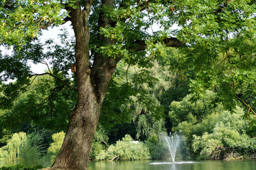 Fototapeta premium big green tree on the background of a fountain . nature park