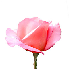 Fototapeta premium pink rose flower isolate on white background . side view