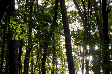 close to a dense forest with tall trees and green leaves on a sunny day