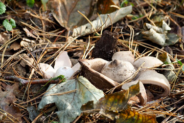 mushrooms , a rounded earth star grows in the forest. The family of mushrooms is Asteraceae. Geastrum saccatum