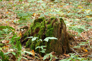 tree stump with green moss on green background in forest