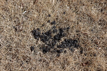 close-up cluster of tiny balls of animal feces leftover from winter as snow melted in warm spring sun
