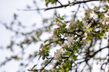Blooming apple tree branch showing white flowers and green leaves in spring
