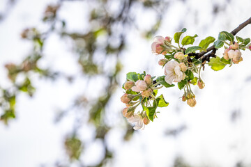 Blooming apple tree branch with delicate pink and white flowers