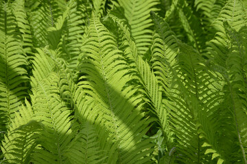 ネフロレピス　葉模様