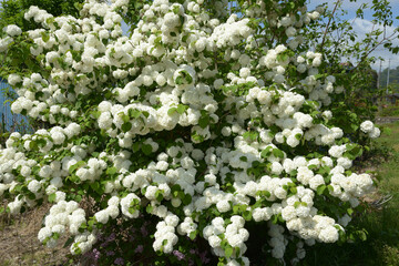 オオデマリ　花模様
