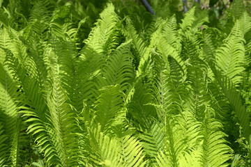 ネフロレピス　葉模様