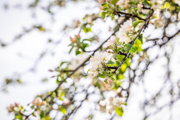 Blooming apple tree branch with delicate white flowers in spring