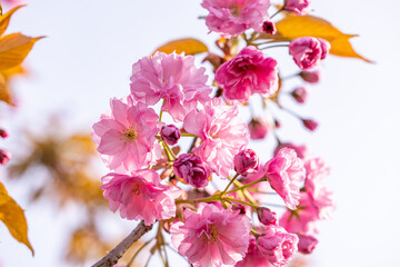 Japanese cherry blossoms blooming in springtime with blurred background