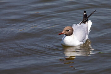 Black-headed Gull