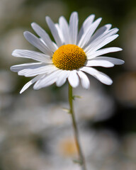 Obraz premium Oxeye Daisy Wildflower
