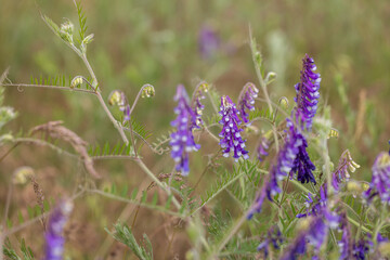 Tufted vetch blooming in a meadow during springtime