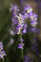 Lavender flowers blooming in a field of purple and green