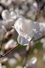 Obraz premium White magnolia flower blooming in spring sunlight