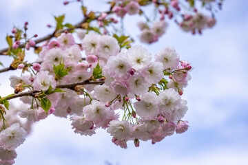 Prunus 'kanzan' showing its wonderful pink and white flowers in springtime