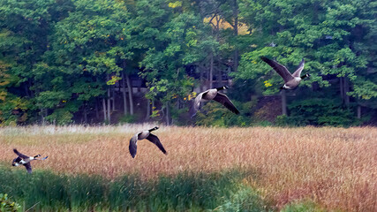 A flock of Canada Goose migrating to the South before winter