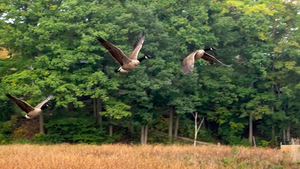 A flock of Canada Goose migrating to the South before winter