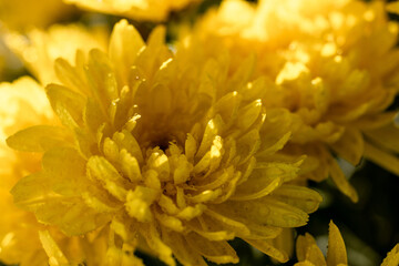 Yellow chrysanthemum flower blooming in sunlight with water drops