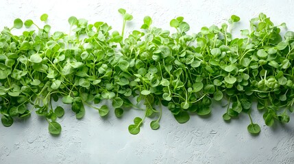 Obraz premium Fresh microgreens sprouts on light background, top view of young green watercress leaves arranged in row, organic healthy food concept for restaurant menu.