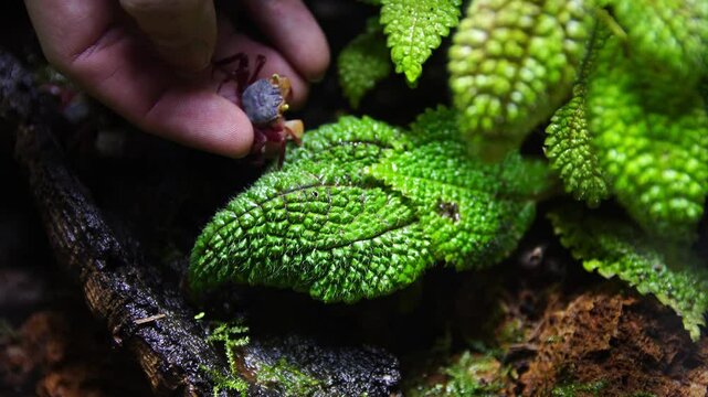 Geosesarma Vampire Crabs Paludarium