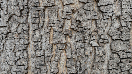 Close up of the color and texture tree bark