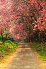 Fototapeta premium Wild himalayan cherry blooming at Khun Wang Royal Project in Chiang mai Province, Thailand 