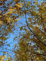 Obraz premium yellow maple leaves