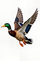 Obraz premium Mallard duck in flight. Side view. Beautiful illustration. Wildlife photo. Preservation theme. Detailed illustration of duck. Colorful plumage. AI illustration. Isolated on transparent background.
