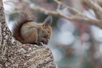 木の上のエゾリス