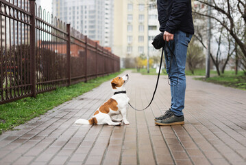 Adorable Jack Russell Terrier dog walking with his owner on a rainy day in early spring