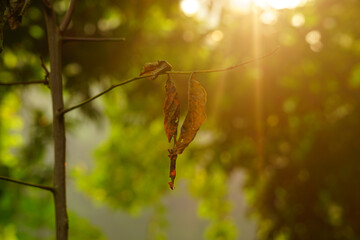 Morning sunlight rays through the leaves and branches of the trees